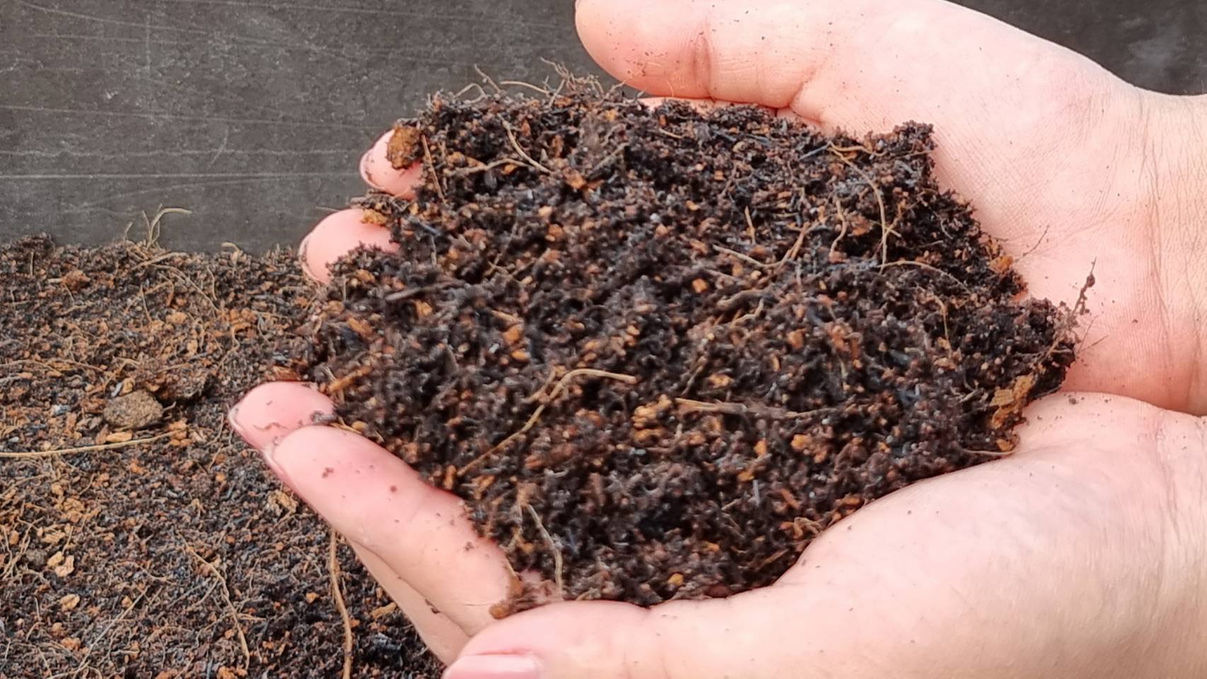 15. Seedling Soil