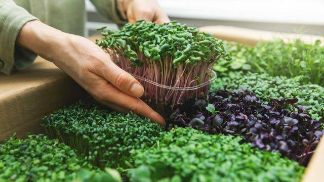 07. Microgreen Seeds