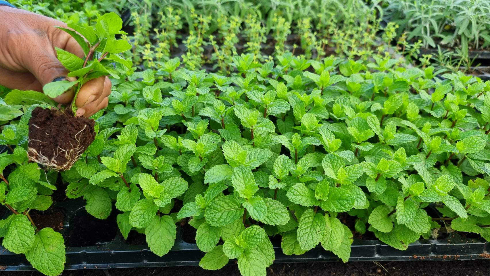 16. Seedlings