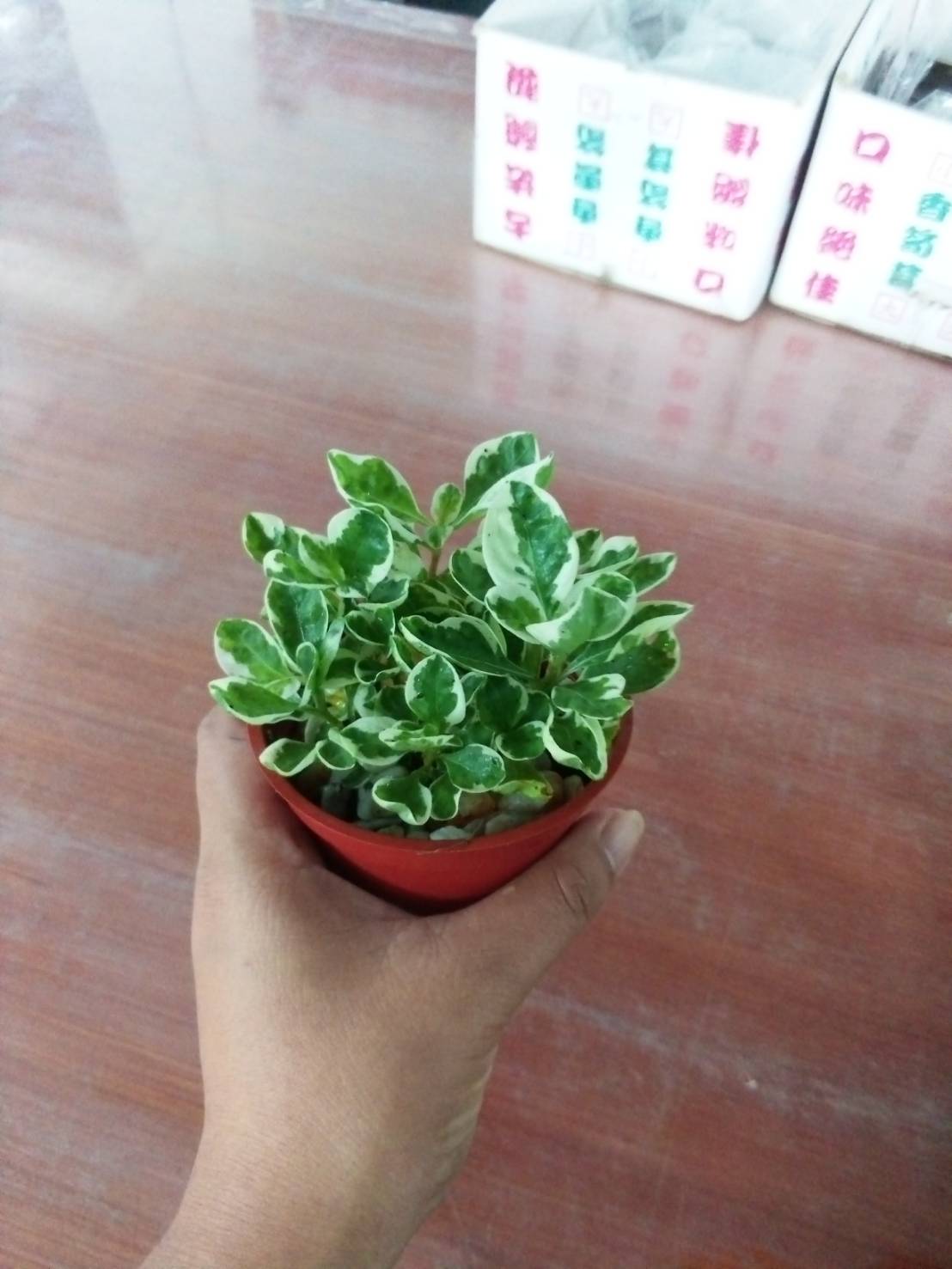 Kutsarita / Alternanthera Ornamental Plant