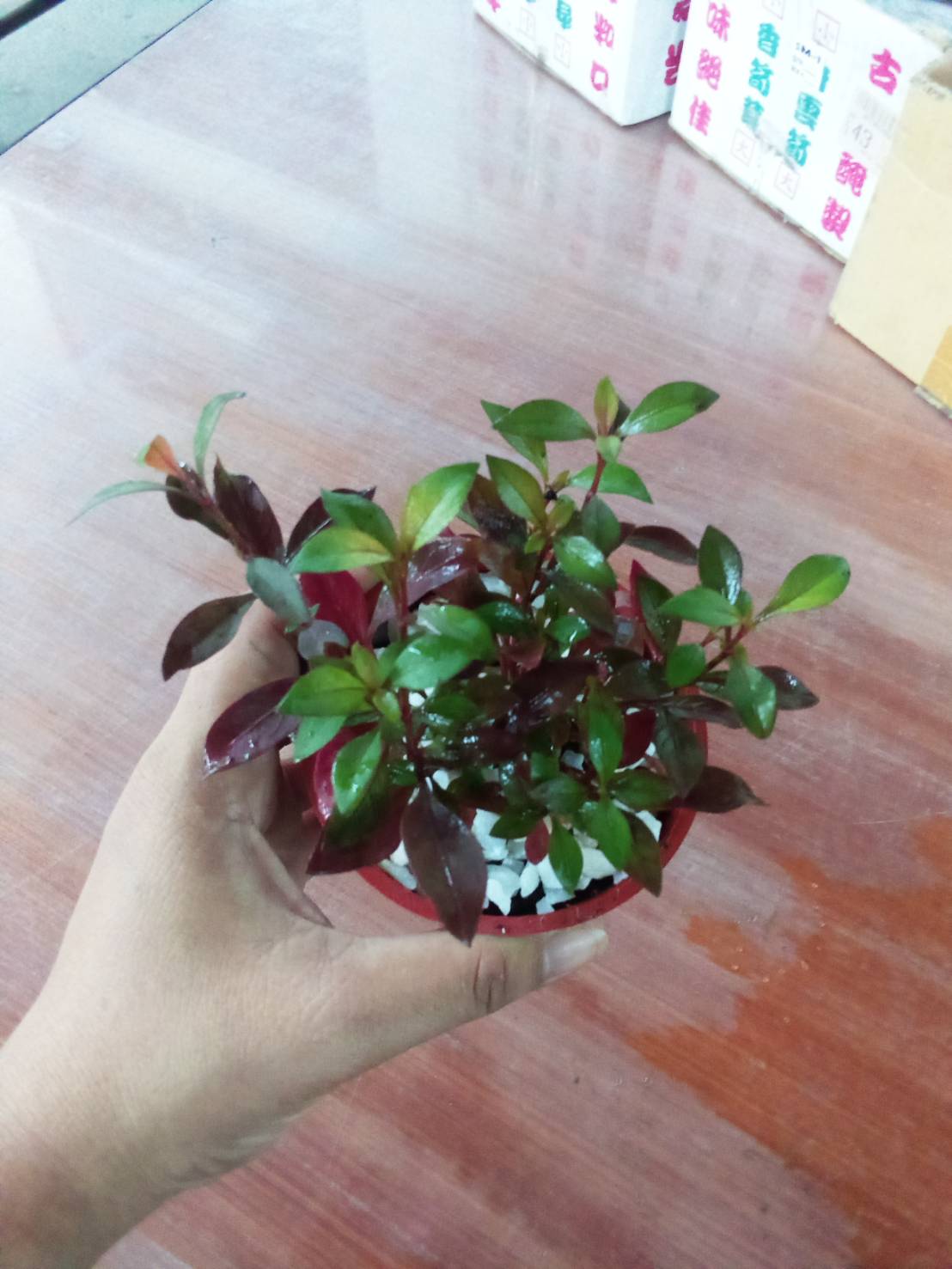 Kutsarita / Alternanthera Ornamental Plant