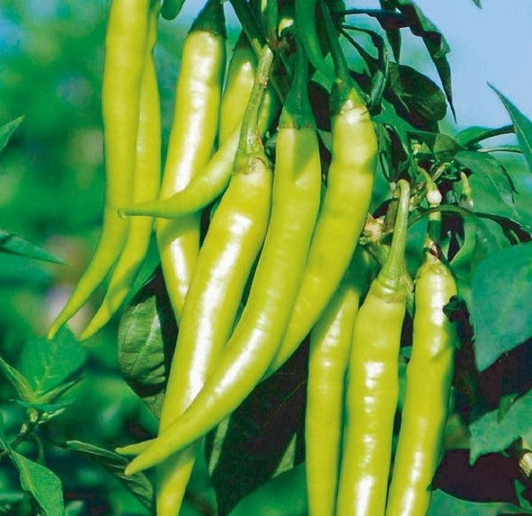 Chili Panigang Seedling "SBMA ONLY"