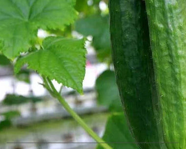 Pre Order Taiwan Cucumber Seedling (min. of 3 pots) 7x7 seedling Bag