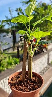 Live Rooted Mulberry Tree