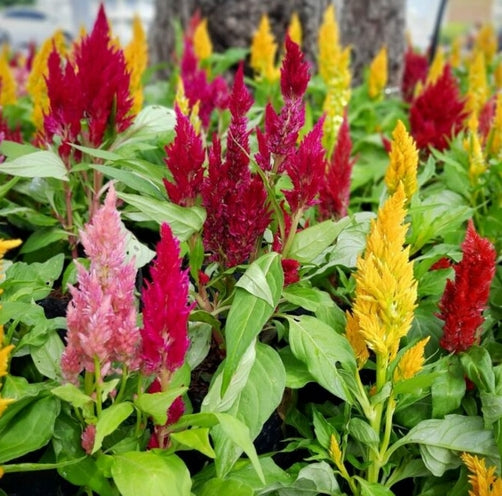 Celosia Flower Seedling