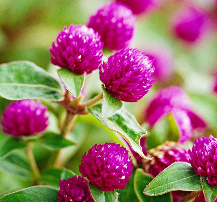 Gomphrena Flower Seedling