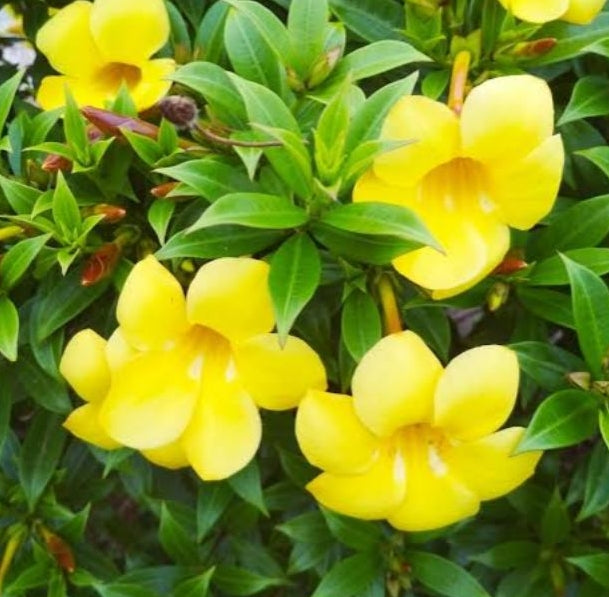 Yellow Bell Flower Seedling