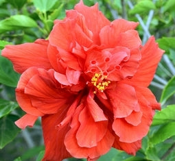 Gumamela Flower Seedling