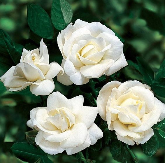 Mini Rose Flower Seedling