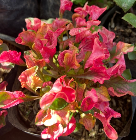 Kutsarita / Alternanthera Ornamental Plant