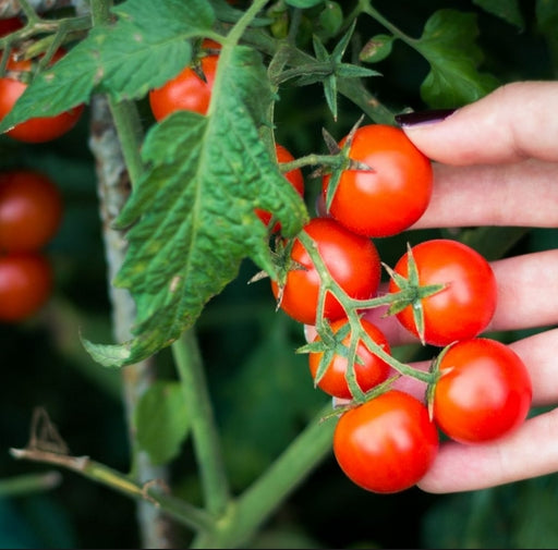 Cherry Tomato Seedling