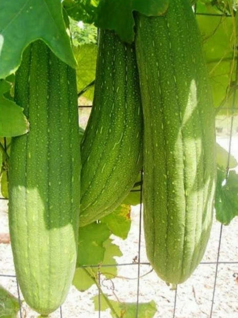 Fresh Vegetable Taiwan Patola (1kg)