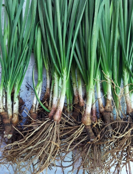 SUPER SALE !!!  CHIVES LIVE ROOTED SEEDLING (25pcs Rooted Seedling)