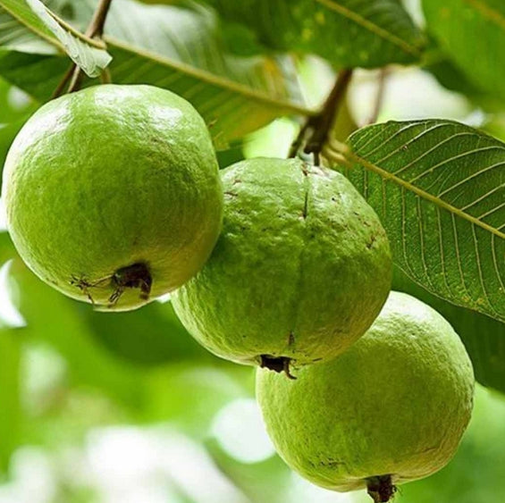 Live Rooted Taiwan Guava