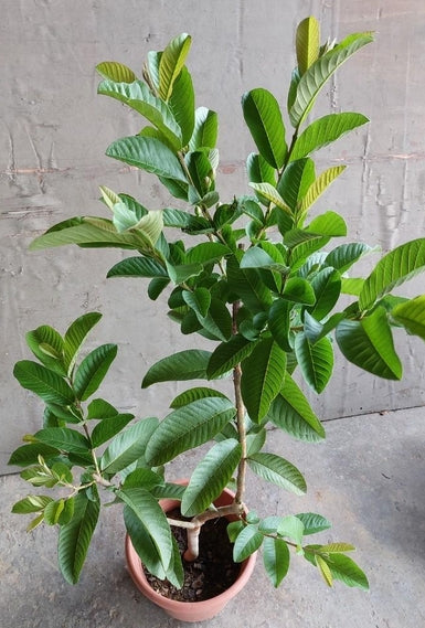 Live Rooted Taiwan Guava