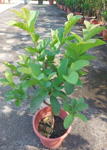 Live Rooted Taiwan Guava