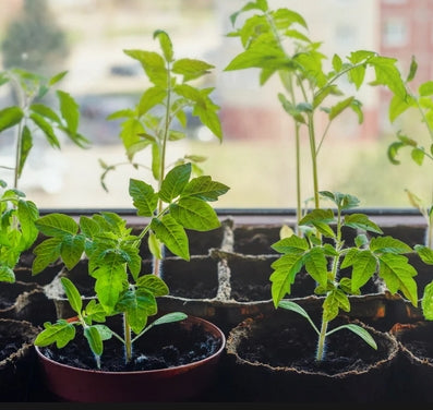 Tomato Local Seedling