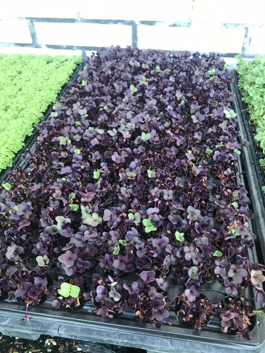 Vegetable Fresh Microgreen