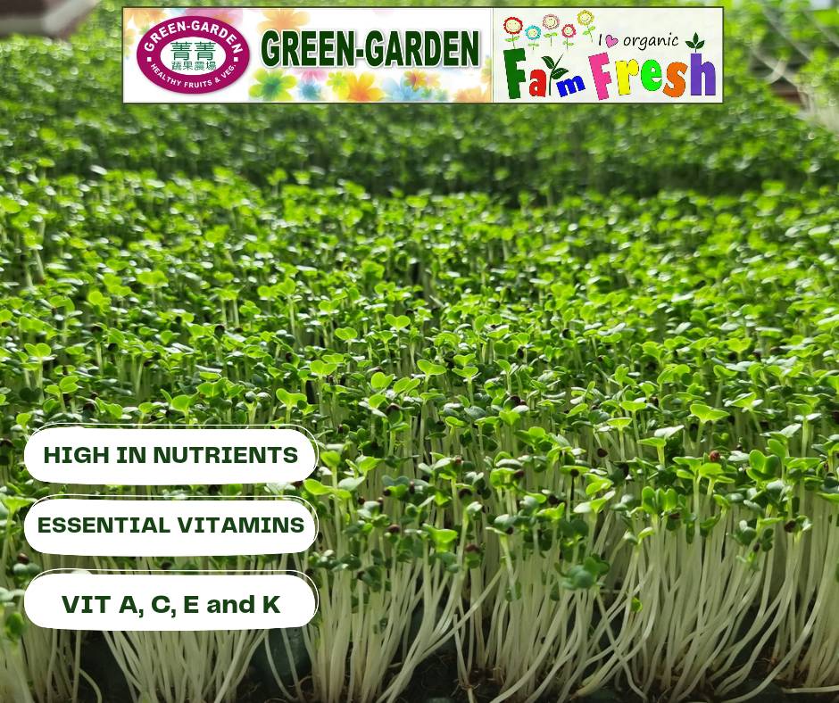 Vegetable Fresh Microgreen