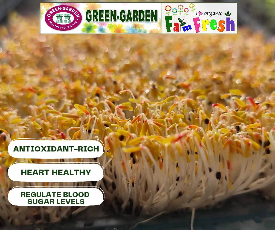 Vegetable Fresh Microgreen