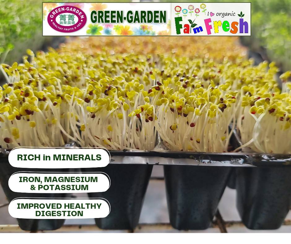 Vegetable Fresh Microgreen