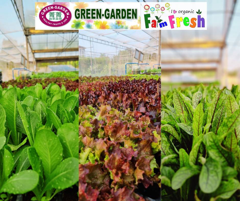Fresh Baby Veg Lettuce (Vegetable Salad) Styro "SBMA ONLY" 150g/pack