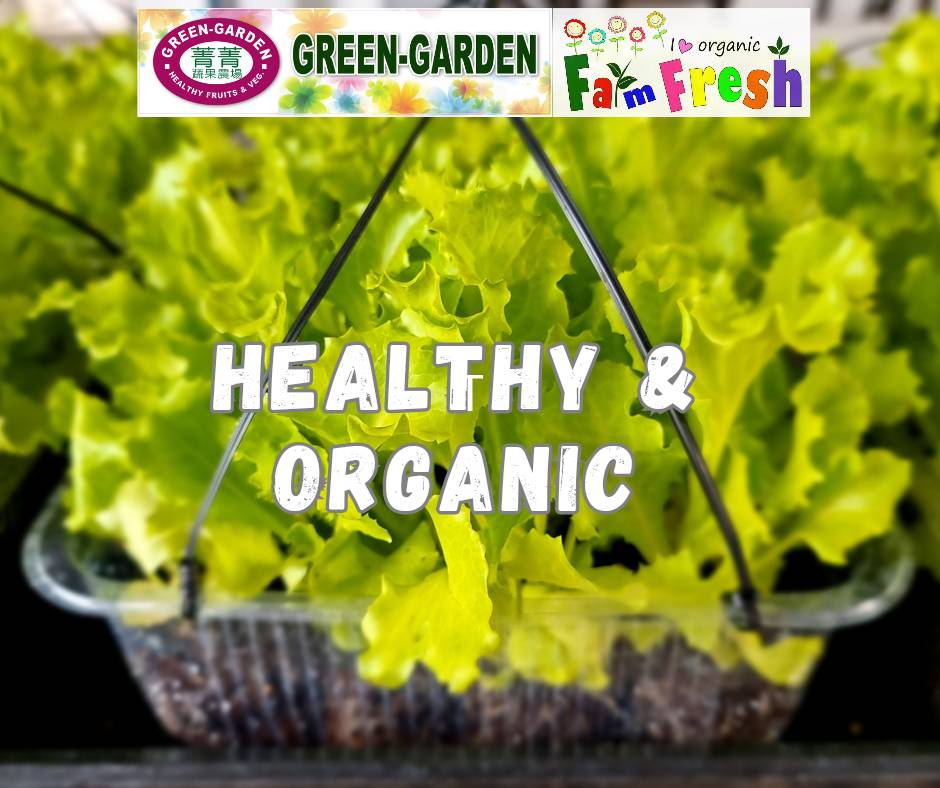 Fresh Baby Veg Lettuce (Vegetable Salad) Styro "SBMA ONLY" 150g/pack