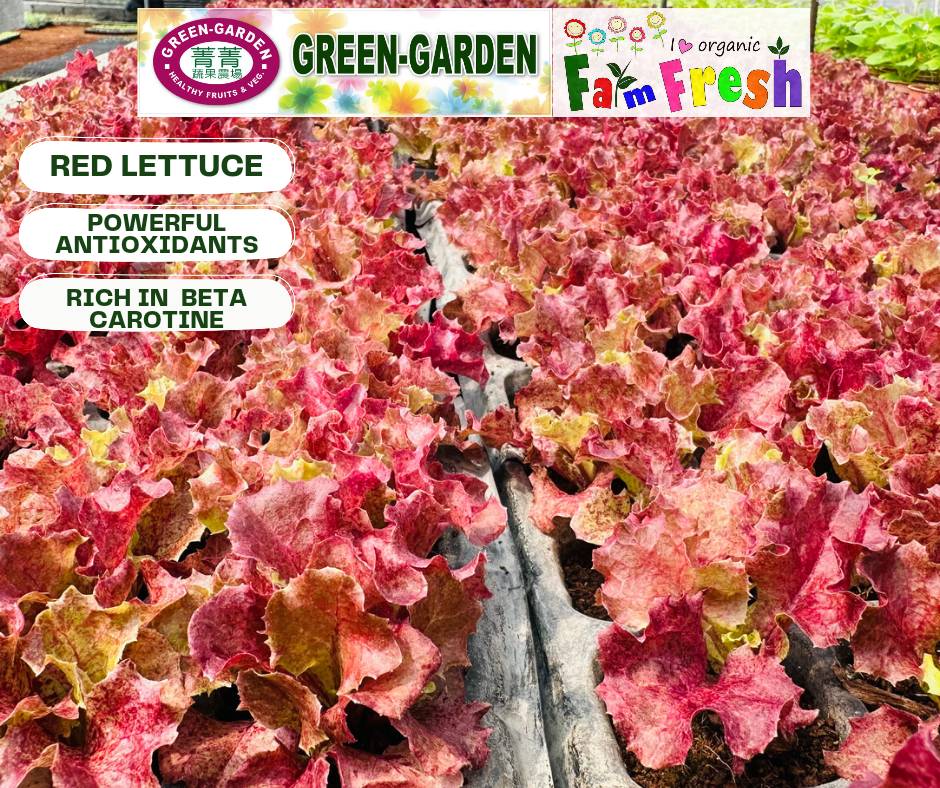 Fresh Baby Veg Lettuce (Vegetable Salad) Styro "SBMA ONLY" 150g/pack