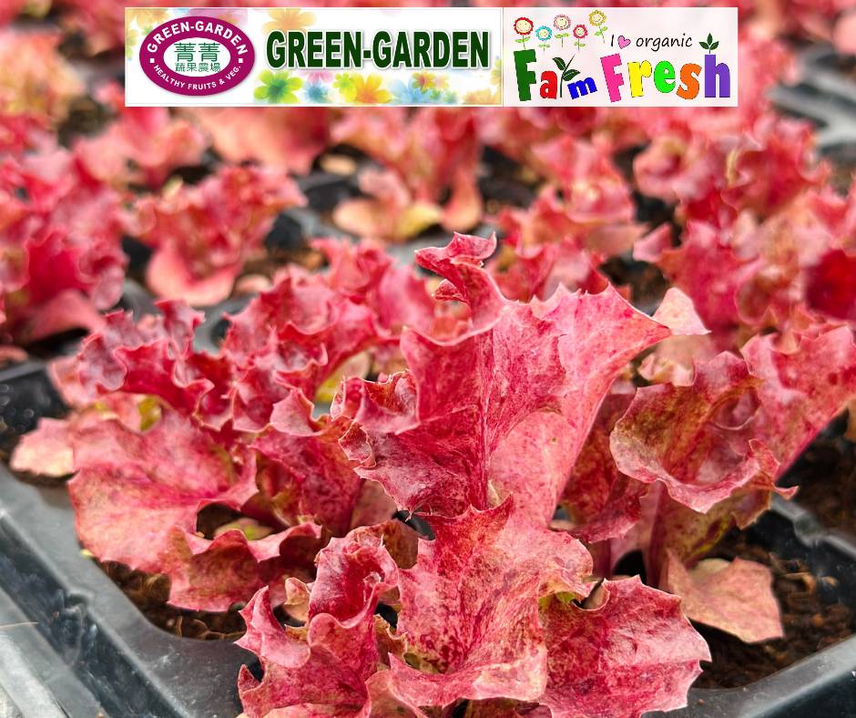 Fresh Baby Veg Lettuce (Vegetable Salad) Styro "SBMA ONLY" 150g/pack