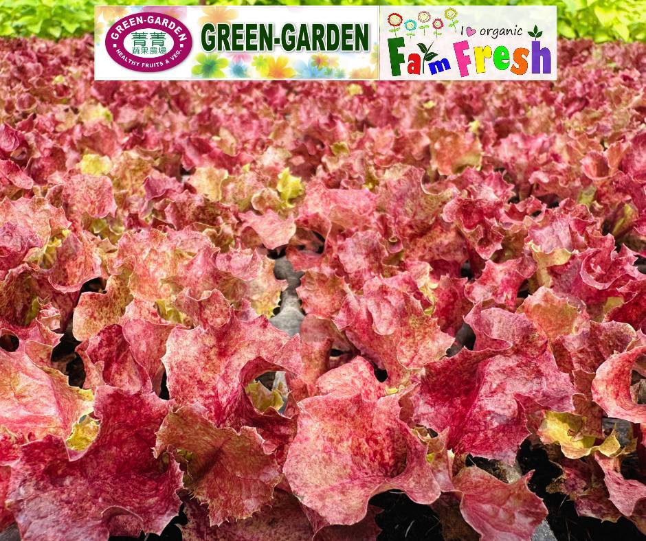 Fresh Baby Veg Lettuce (Vegetable Salad) Styro "SBMA ONLY" 150g/pack
