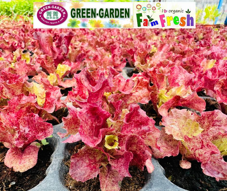 Fresh Baby Veg Lettuce (Vegetable Salad) Styro "SBMA ONLY" 150g/pack
