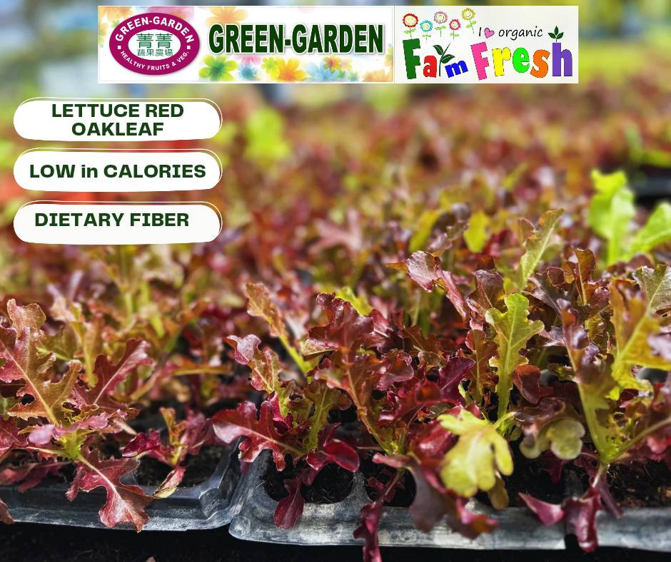 Fresh Baby Veg Lettuce (Vegetable Salad) Styro "SBMA ONLY" 150g/pack