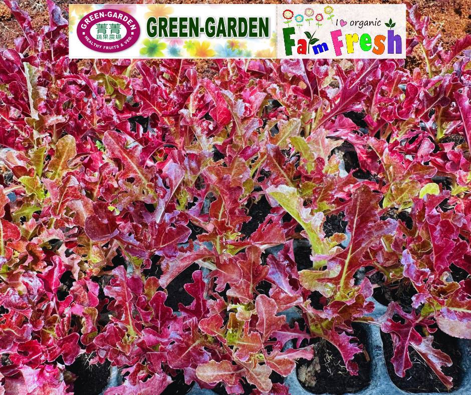 Fresh Baby Veg Lettuce (Vegetable Salad) Styro "SBMA ONLY" 150g/pack