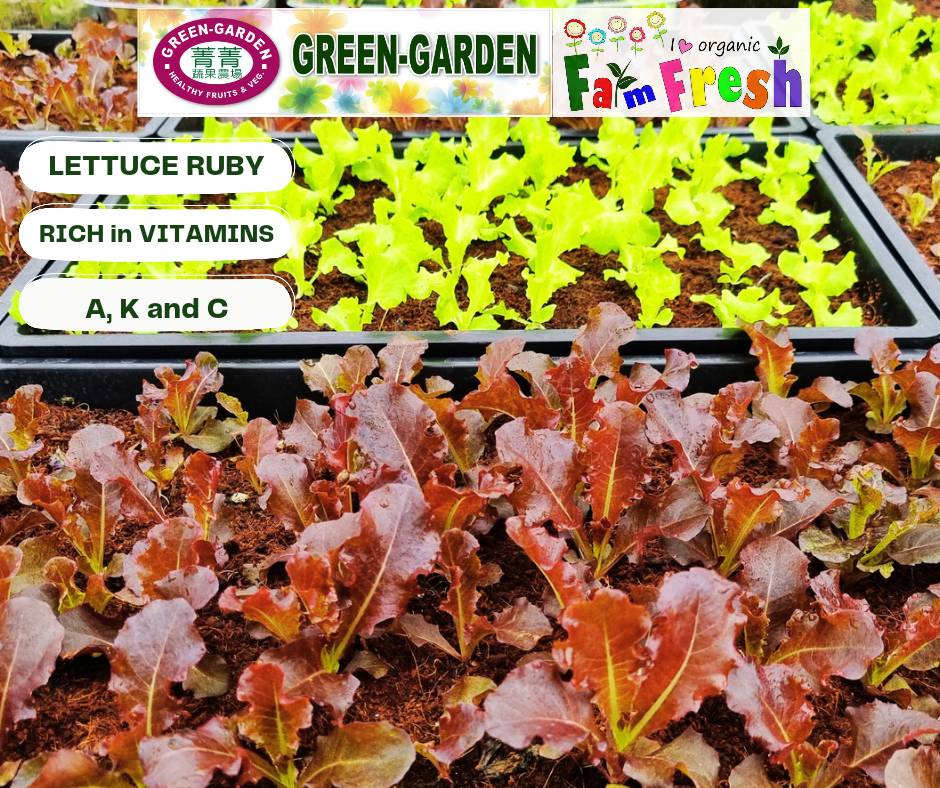 Fresh Baby Veg Lettuce (Vegetable Salad) Styro "SBMA ONLY" 150g/pack