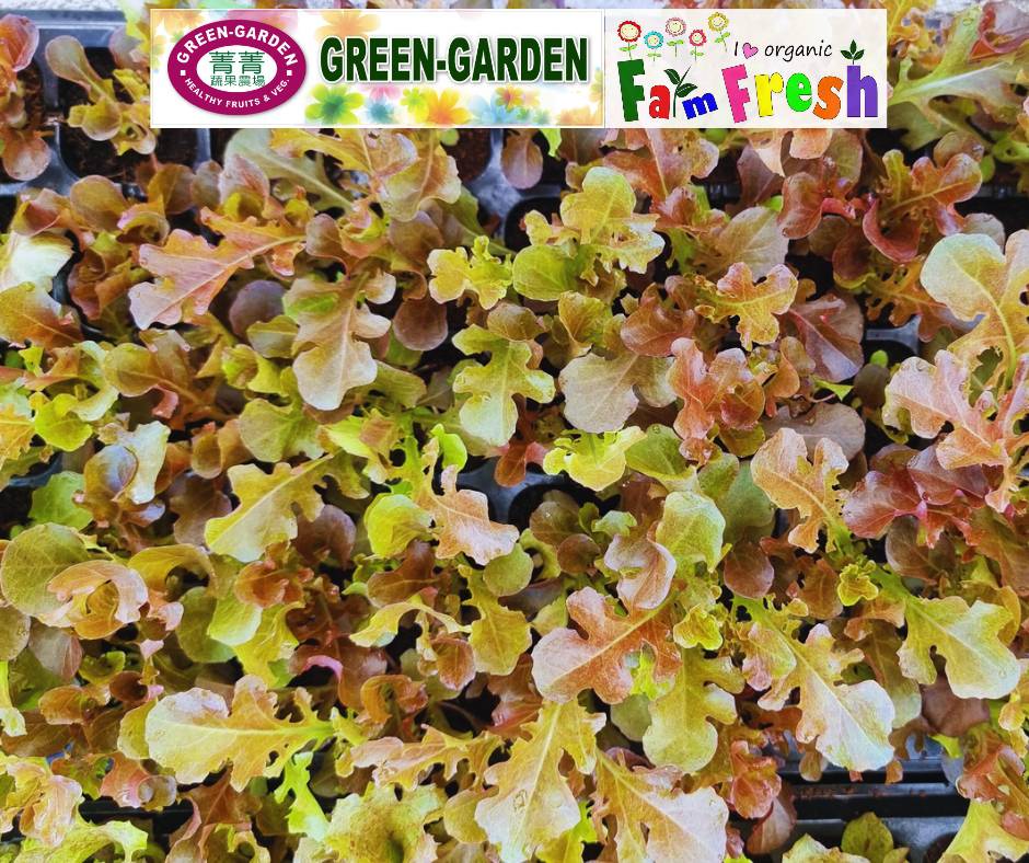 Fresh Baby Veg Lettuce (Vegetable Salad) Styro "SBMA ONLY" 150g/pack