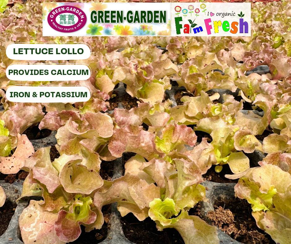Fresh Baby Veg Lettuce (Vegetable Salad) Styro "SBMA ONLY" 150g/pack