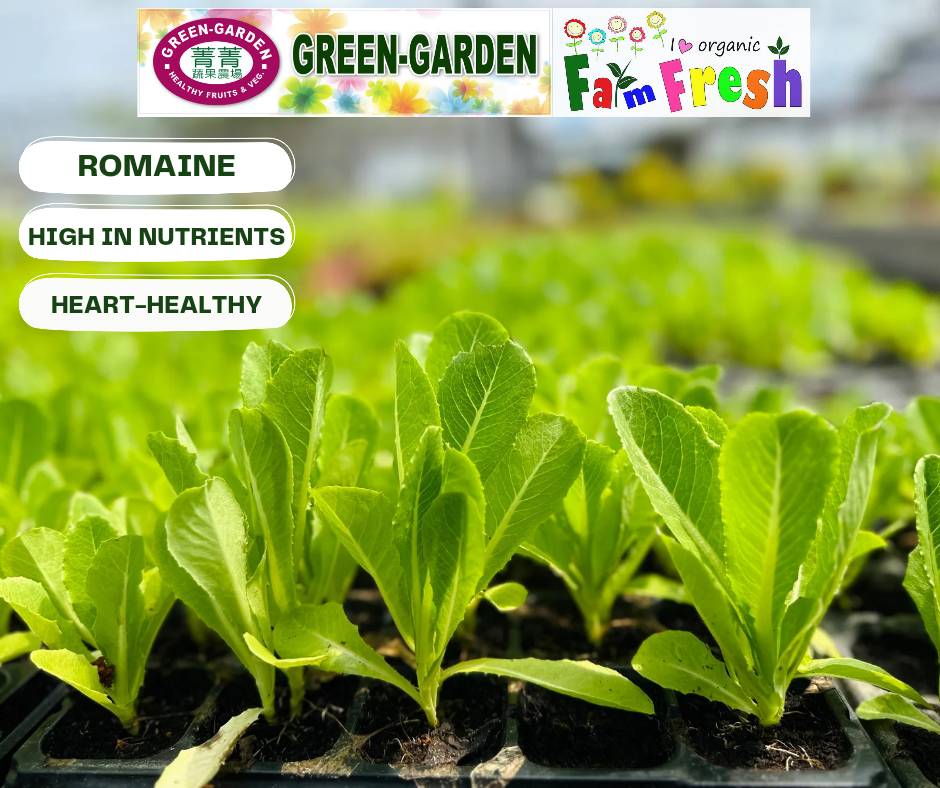Fresh Baby Veg Lettuce (Vegetable Salad) Styro "SBMA ONLY" 150g/pack