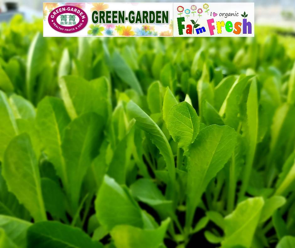 Fresh Baby Veg Lettuce (Vegetable Salad) Styro "SBMA ONLY" 150g/pack