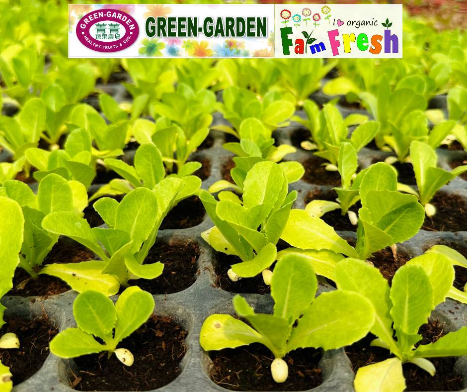 Fresh Baby Veg Lettuce (Vegetable Salad) Styro "SBMA ONLY" 150g/pack