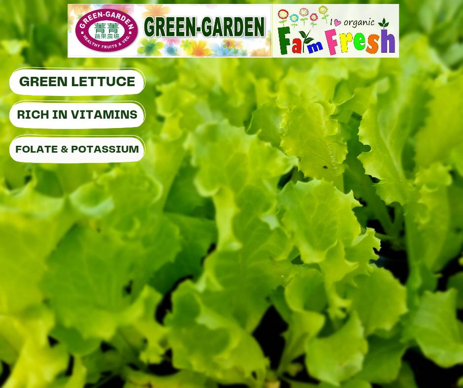 Fresh Baby Veg Lettuce (Vegetable Salad) Styro "SBMA ONLY" 150g/pack
