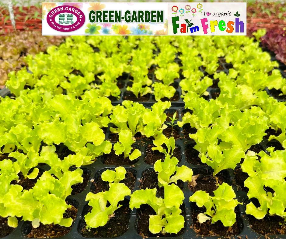 Fresh Baby Veg Lettuce (Vegetable Salad) Styro "SBMA ONLY" 150g/pack