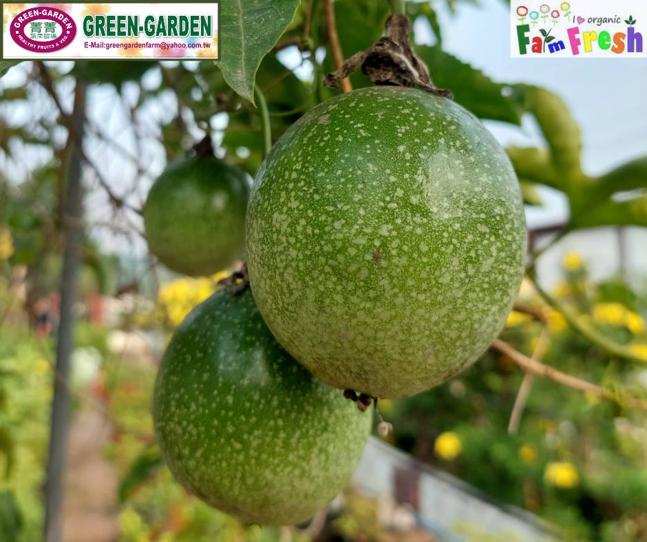 Live Rooted Passion Fruit