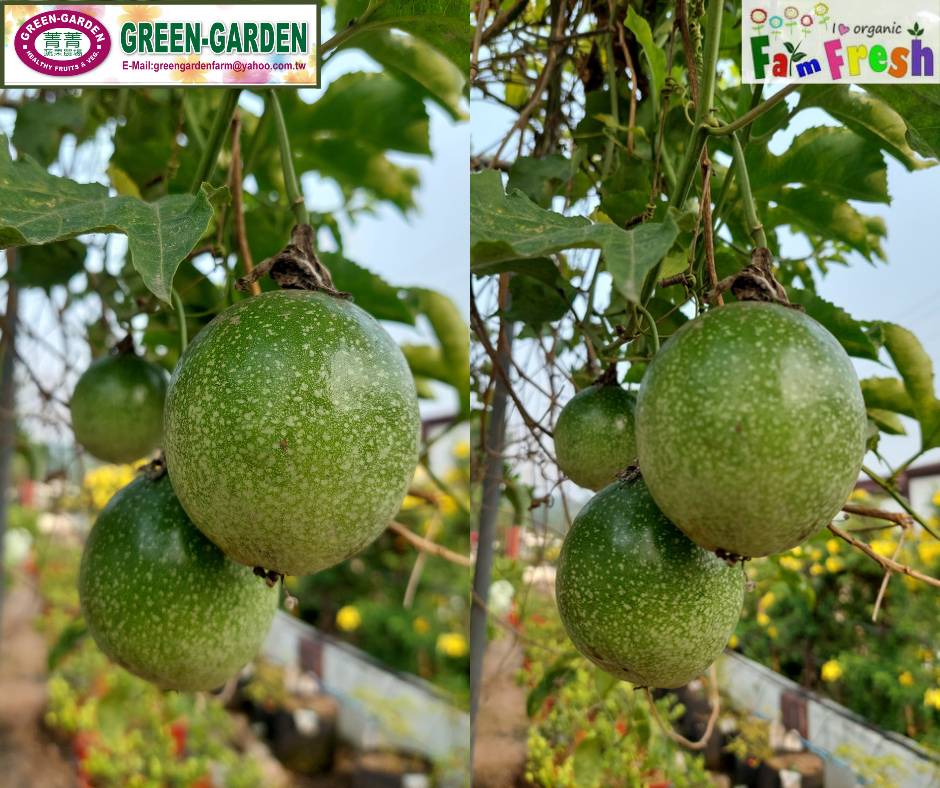 Live Rooted Passion Fruit