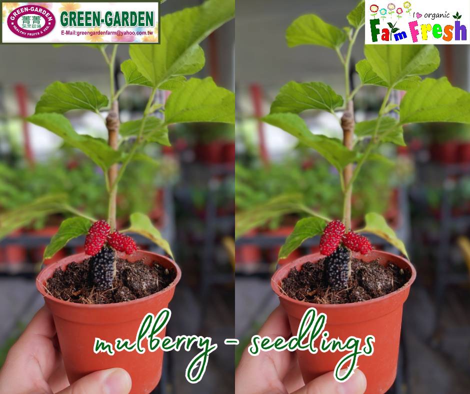 Live Rooted Mulberry Tree