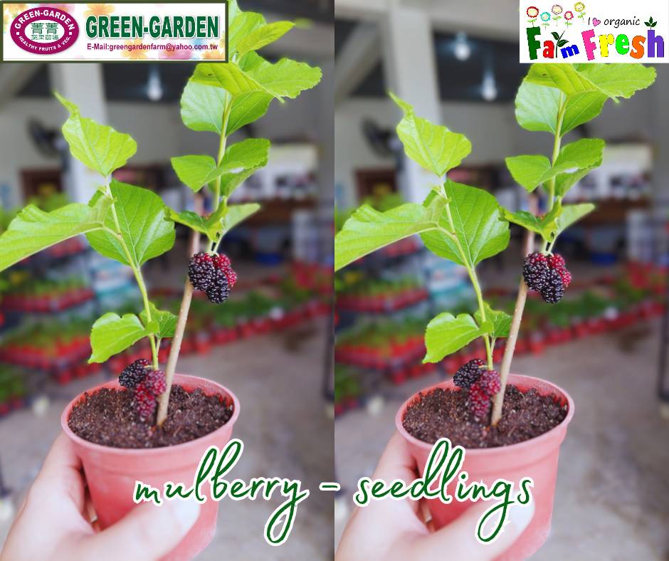 Live Rooted Mulberry Tree