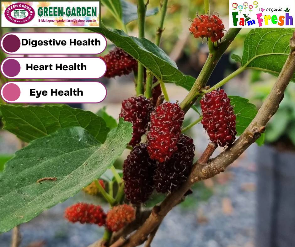 Live Rooted Mulberry Tree