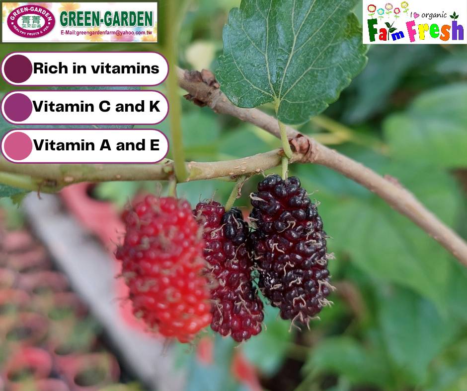 Live Rooted Mulberry Tree