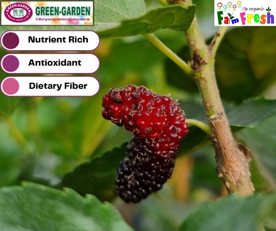Live Rooted Mulberry Tree