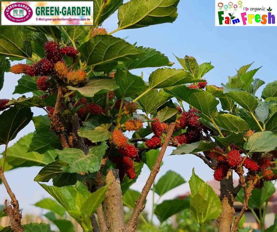 Live Rooted Mulberry Tree