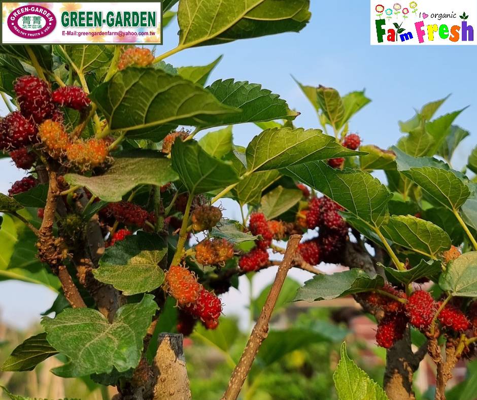 Live Rooted Mulberry Tree